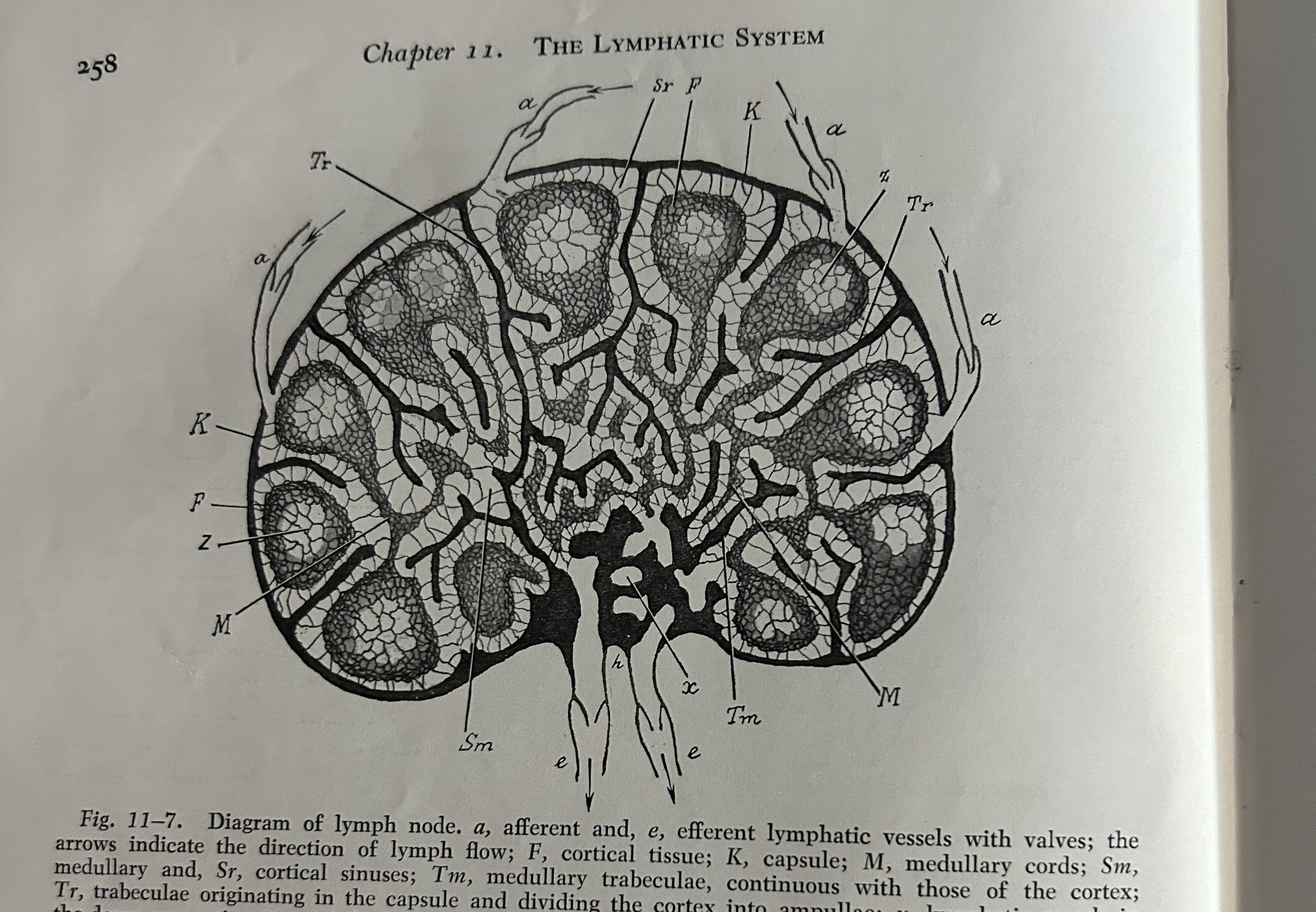 Lymph node diagram