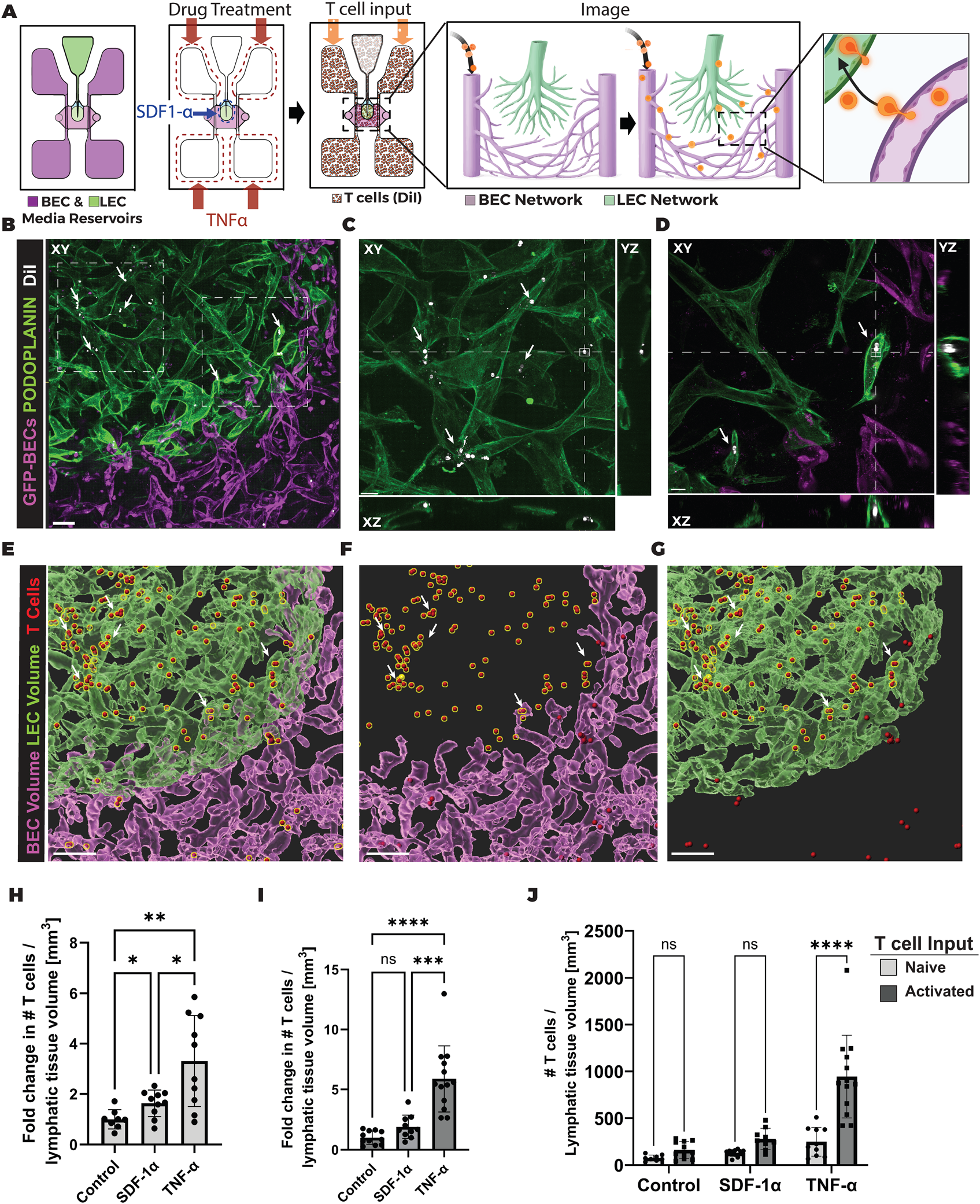 T-cell trafficking